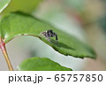 ハエトリグモ 65757850