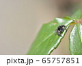 ハエトリグモ 65757851