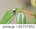 ハエトリグモ 65757852