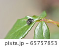 ハエトリグモ 65757853