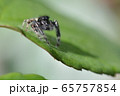 ハエトリグモ 65757854