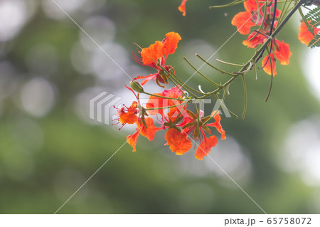 Orange flower color in the foreground on the top 65758072