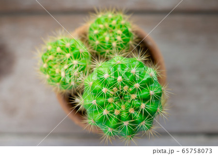 Top view for three Cactus barbed green color and Top view for three Cactus barbed green color and 65758073