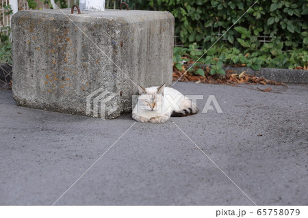 夕暮れ時に駐車場で涼む猫 65758079