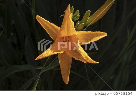 キスゲの花 キスゲの花 65758154