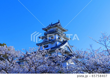【愛媛県】 桜満開の今治城 【愛媛県】 桜満開の今治城 65758407