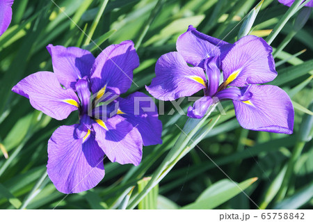 美しい花菖蒲(はなしょうぶ) 65758842