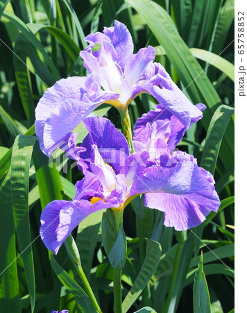 美しい花菖蒲(はなしょうぶ) 65758852