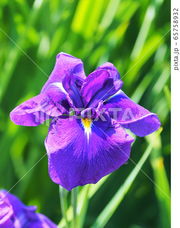 美しい花菖蒲(はなしょうぶ) 65758932