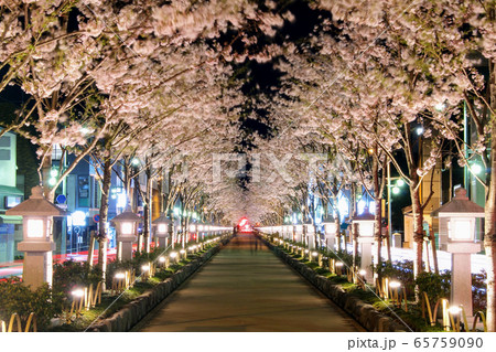 段葛の夜桜 65759090