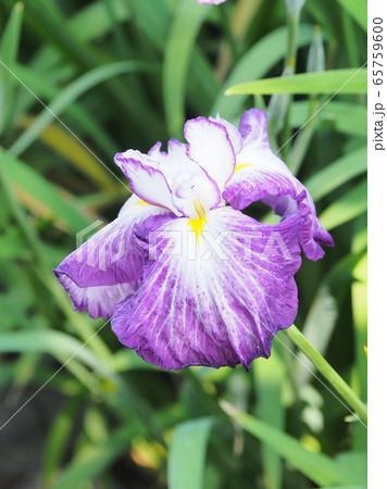 美しい花菖蒲(はなしょうぶ) 美しい花菖蒲(はなしょうぶ) 65759600