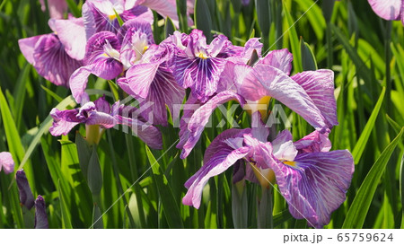 美しい花菖蒲(はなしょうぶ) 65759624