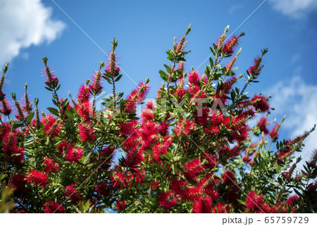 ブラシの木 ブラシの木 65759729