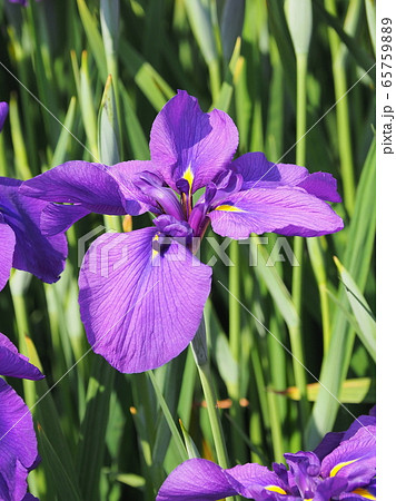 美しい花菖蒲(はなしょうぶ) 美しい花菖蒲(はなしょうぶ) 65759889