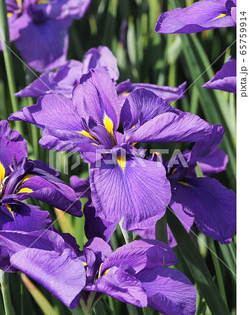 美しい花菖蒲(はなしょうぶ) 65759914