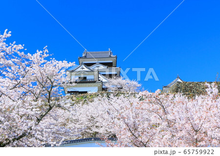 【愛媛県】 桜満開の大洲城 65759922