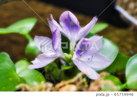 ホテイ草の花の写真素材