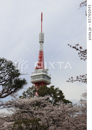 宇都宮タワーと桜 65760045