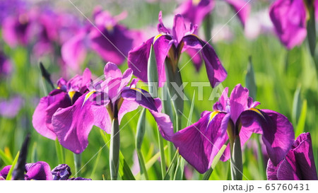 美しい花菖蒲(はなしょうぶ) 65760431