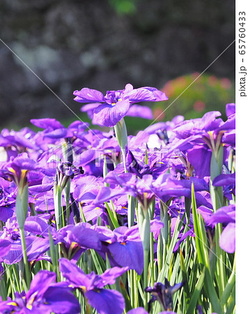 美しい花菖蒲(はなしょうぶ) 65760433
