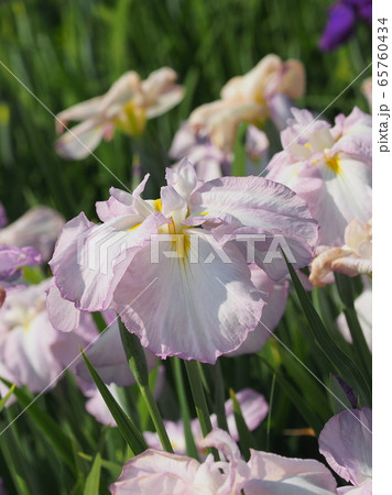美しい花菖蒲(はなしょうぶ) 美しい花菖蒲(はなしょうぶ) 65760434