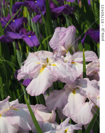 美しい花菖蒲(はなしょうぶ) 65760435