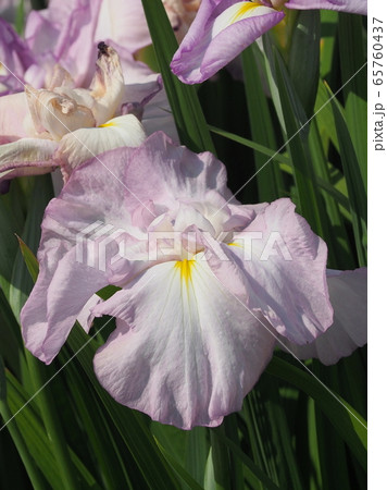 美しい花菖蒲(はなしょうぶ) 美しい花菖蒲(はなしょうぶ) 65760437