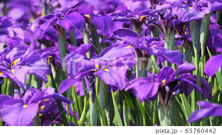 美しい花菖蒲(はなしょうぶ) 65760442
