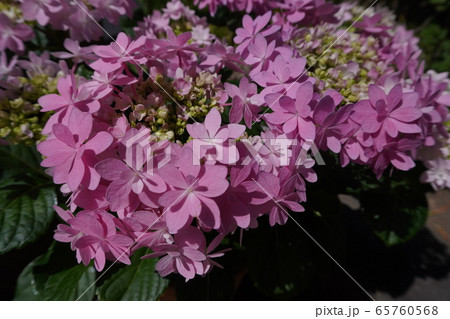 春のライラック 65760568