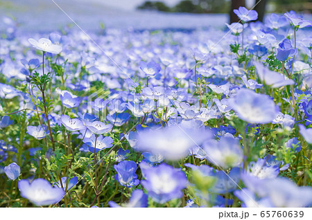 茨城県ひたちなか市にある公園に咲く満開のネモフィラ 茨城県ひたちなか市にある公園に咲く満開のネモフィラ 65760639