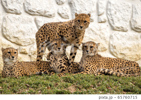 多摩動物公園　ナデシコの兄弟 65760715