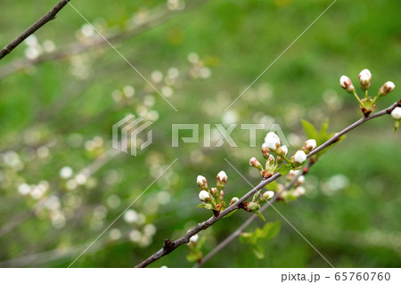 Blooming cherry tree 65760760