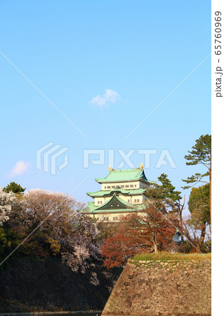 満開の桜と名古屋城 65760969