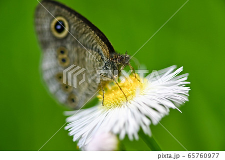 ヒメウラナミジャノメ 65760977