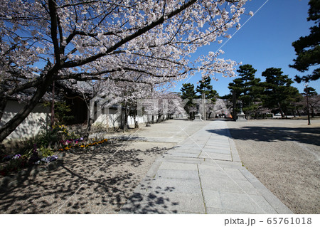 道明寺天満宮と桜 道明寺天満宮と桜 65761018