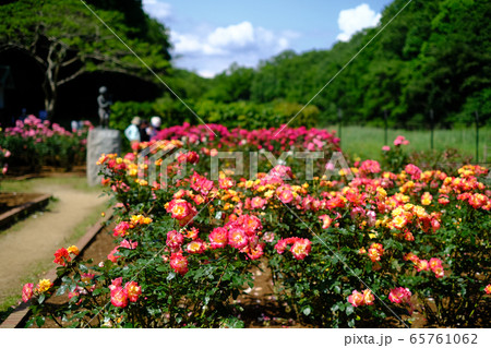 市川市動植物園　大町公園　バラ園 65761062