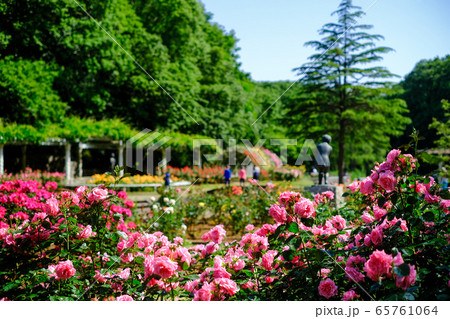 市川市動植物園 大町公園 バラ園 市川市動植物園 大町公園 バラ園 65761064