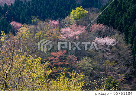 山腹の新緑とヤマザクラ（奈良県） 65761104