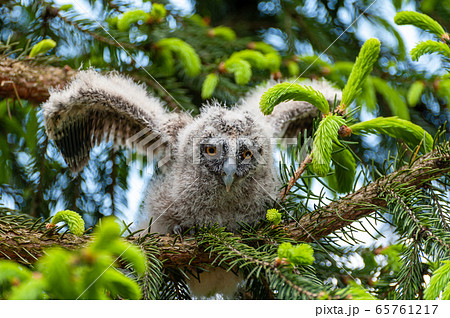 A small long-eared owl sits on a tree branch in A small long-eared owl sits on a tree branch in 65761217