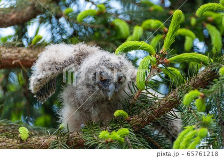 A small long-eared owl sits on a tree branch in A small long-eared owl sits on a tree branch in 65761218