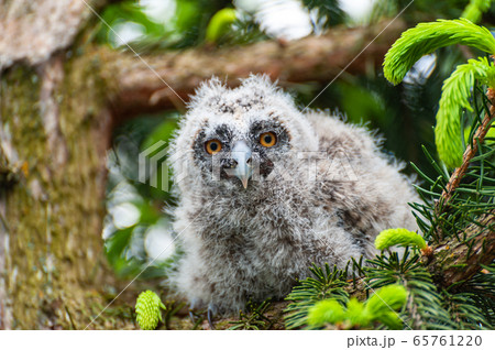 A small long-eared owl sits on a tree branch in A small long-eared owl sits on a tree branch in 65761220