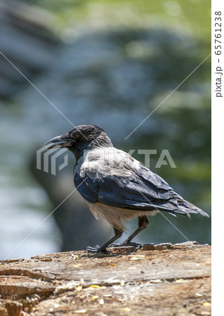 The hooded crow (Corvus cornix) . 65761238