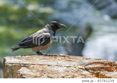The hooded crow (Corvus cornix) . 65761239