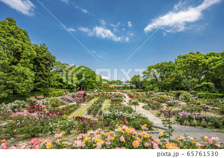 福岡市植物園バラ園１の写真素材