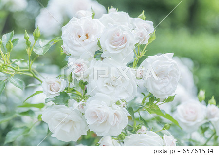 ホワイトローズ 65761534