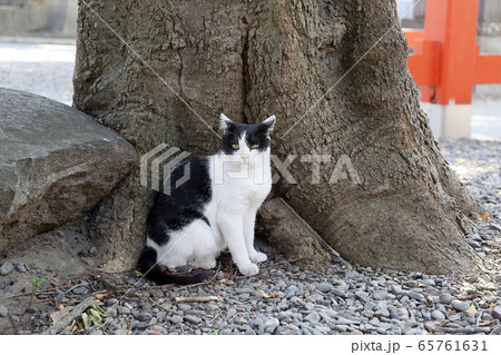 はちわれ、白黒の地域猫 はちわれ、白黒の地域猫 65761631