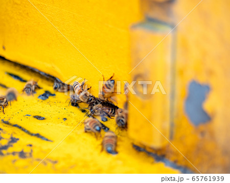 Open beehive with bees are crawling along the hive on honeycomb wooden frame. Open beehive with bees are crawling along the hive on honeycomb wooden frame. 65761939