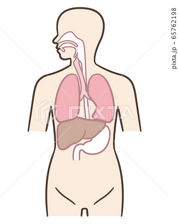 人体 人体 65762198