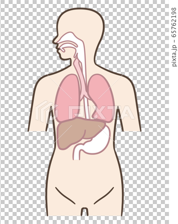 人体 人体 65762198