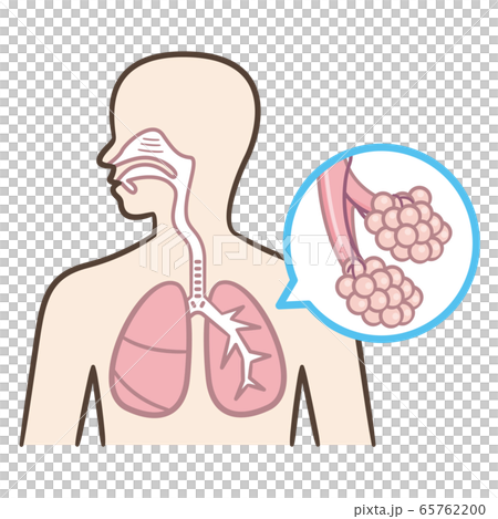 肺胞と肺の図